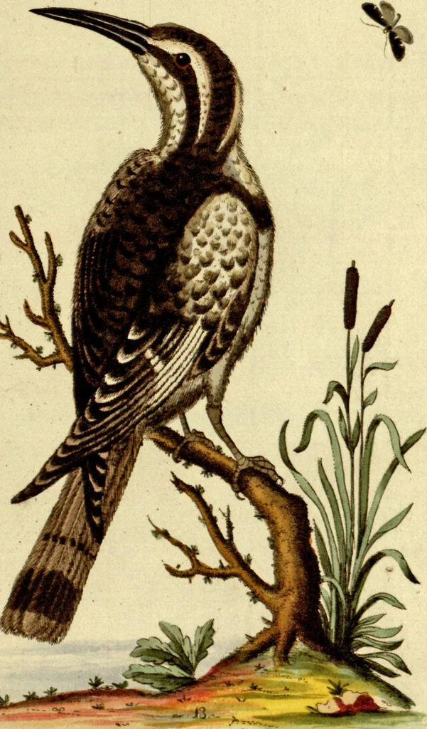An illustration from Sammlung auserlesener Vögel und Schmetterlinge, 1793, leaf 29
