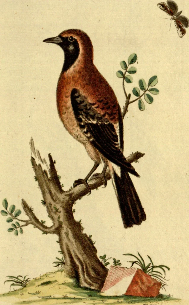 An illustration from Sammlung auserlesener Vögel und Schmetterlinge, 1793, leaf 30