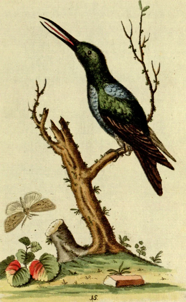 An illustration from Sammlung auserlesener Vögel und Schmetterlinge, 1793, leaf 31