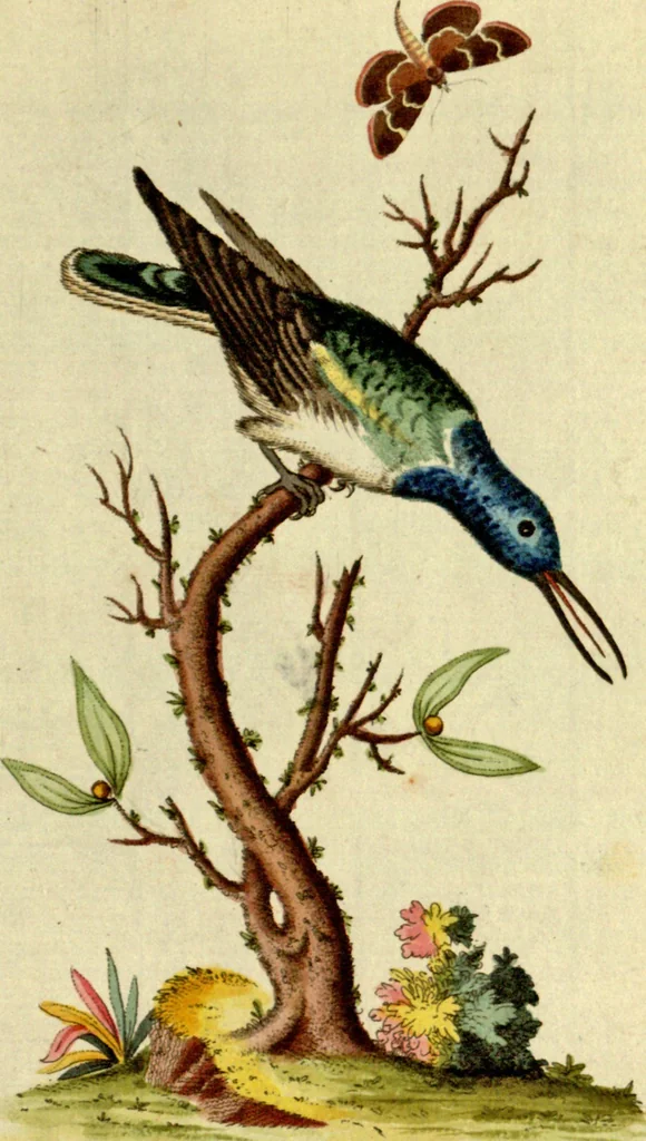 An illustration from Sammlung auserlesener Vögel und Schmetterlinge, 1793, leaf 32