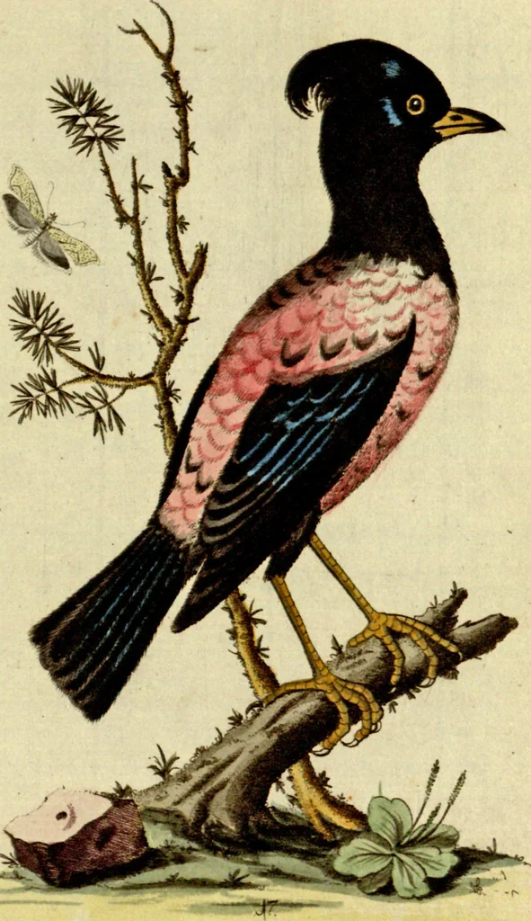 An illustration from Sammlung auserlesener Vögel und Schmetterlinge, 1793, leaf 33