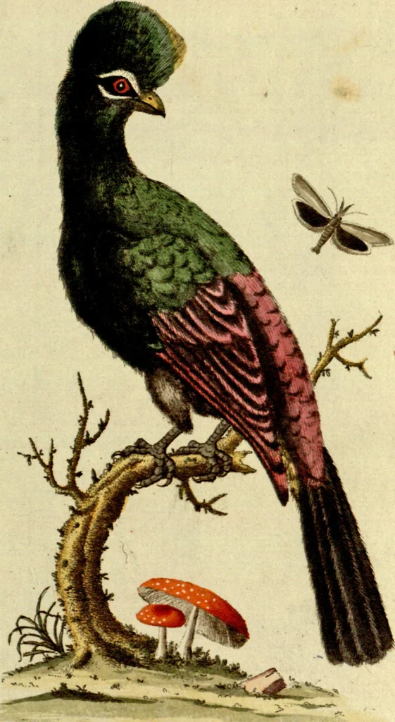 An illustration from Sammlung auserlesener Vögel und Schmetterlinge, 1793, leaf 34