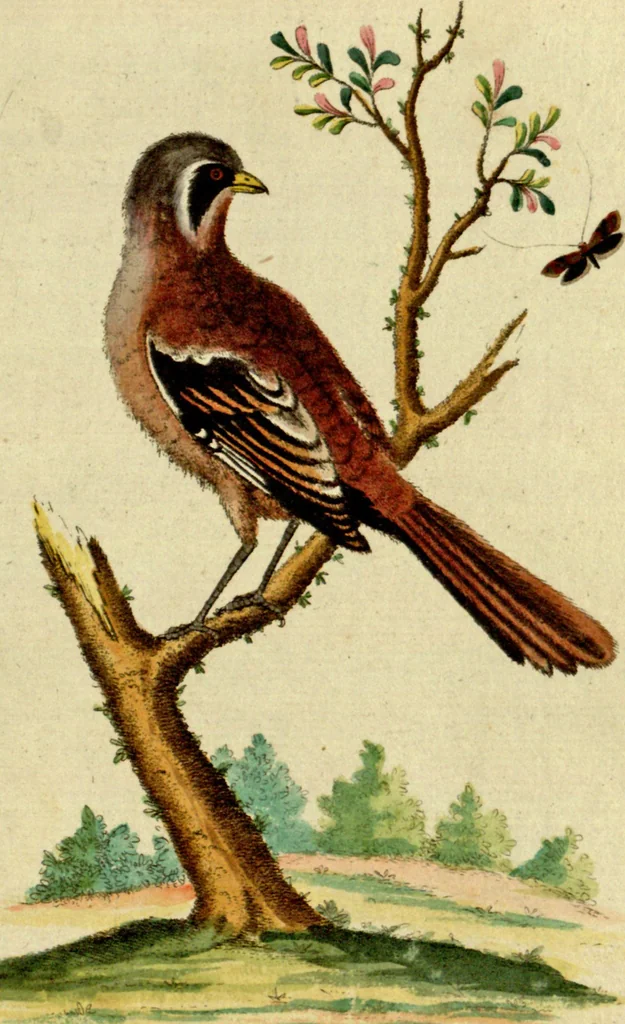 An illustration from Sammlung auserlesener Vögel und Schmetterlinge, 1793, leaf 35