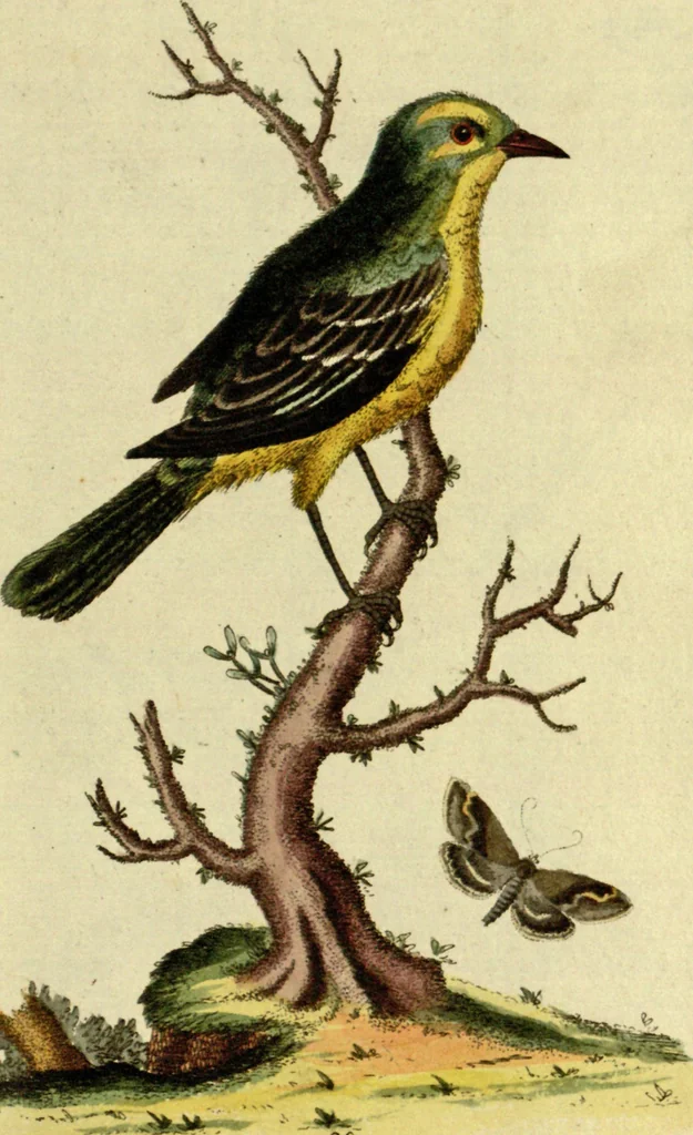 An illustration from Sammlung auserlesener Vögel und Schmetterlinge, 1793, leaf 36