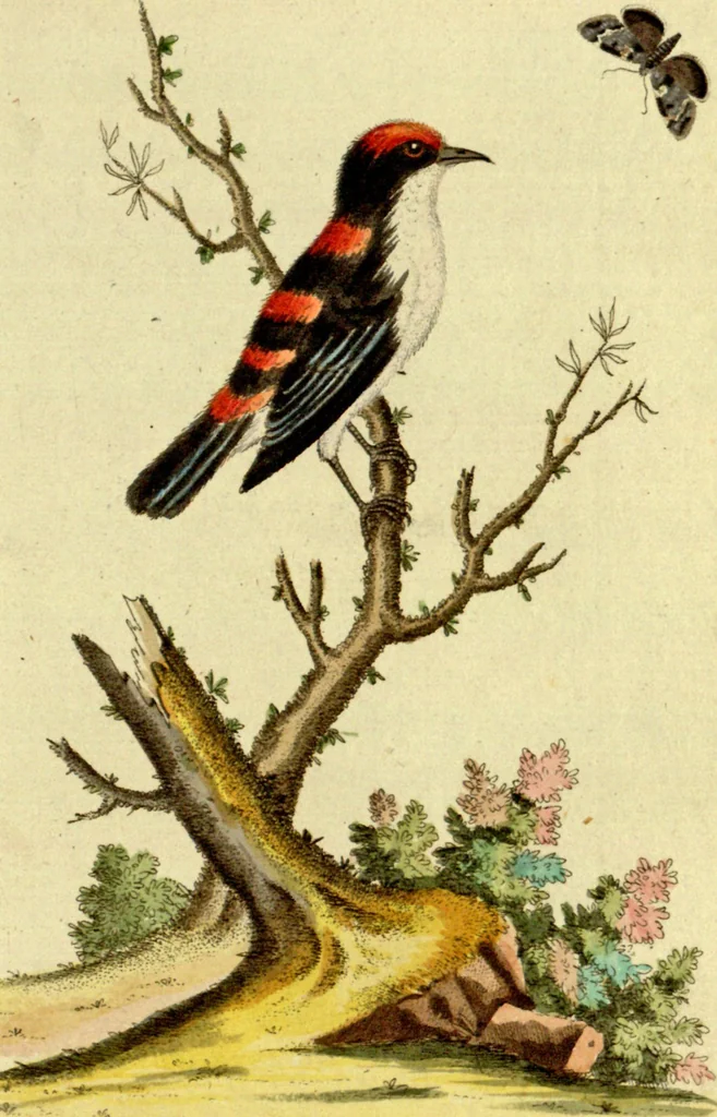 An illustration from Sammlung auserlesener Vögel und Schmetterlinge, 1793, leaf 37