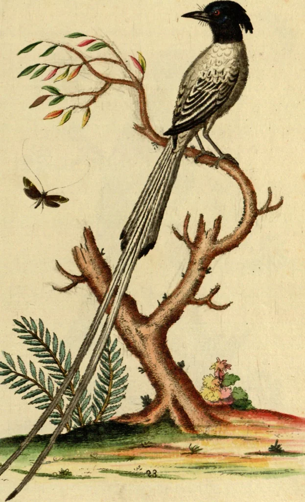 An illustration from Sammlung auserlesener Vögel und Schmetterlinge, 1793, leaf 39