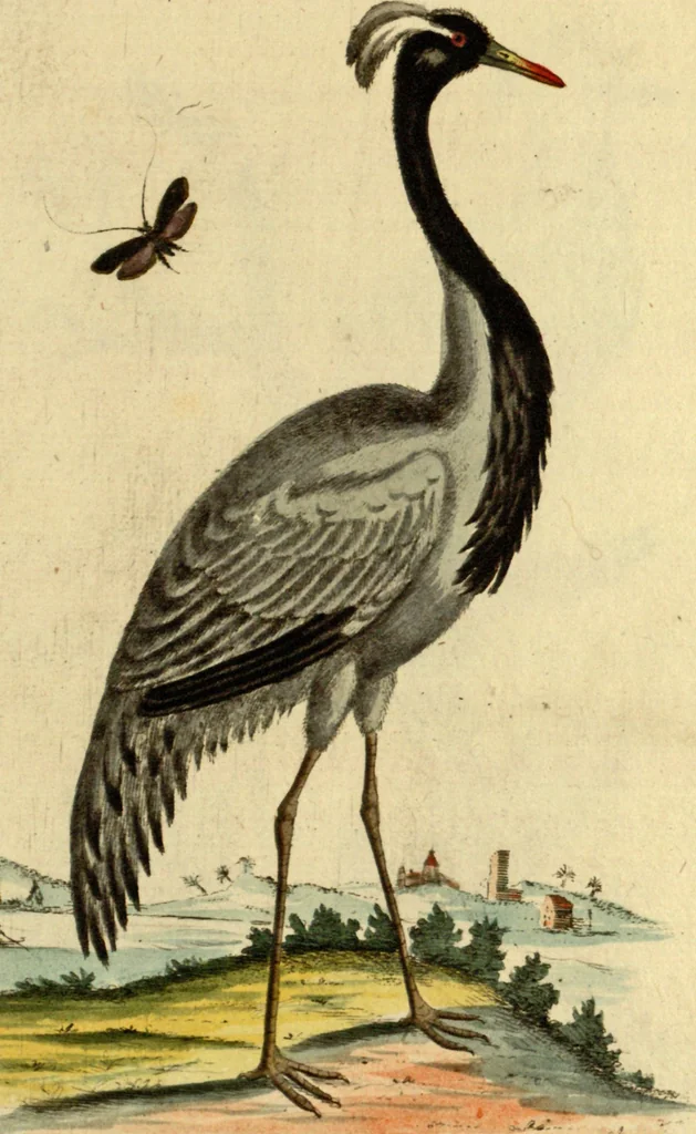 An illustration from Sammlung auserlesener Vögel und Schmetterlinge, 1793, leaf 41