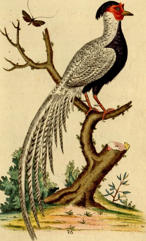 An illustration from Sammlung auserlesener Vögel und Schmetterlinge, 1793, leaf 42
