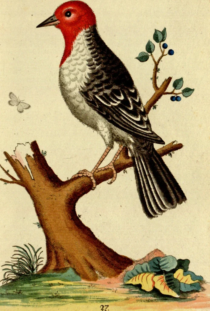An illustration from Sammlung auserlesener Vögel und Schmetterlinge, 1793, leaf 43