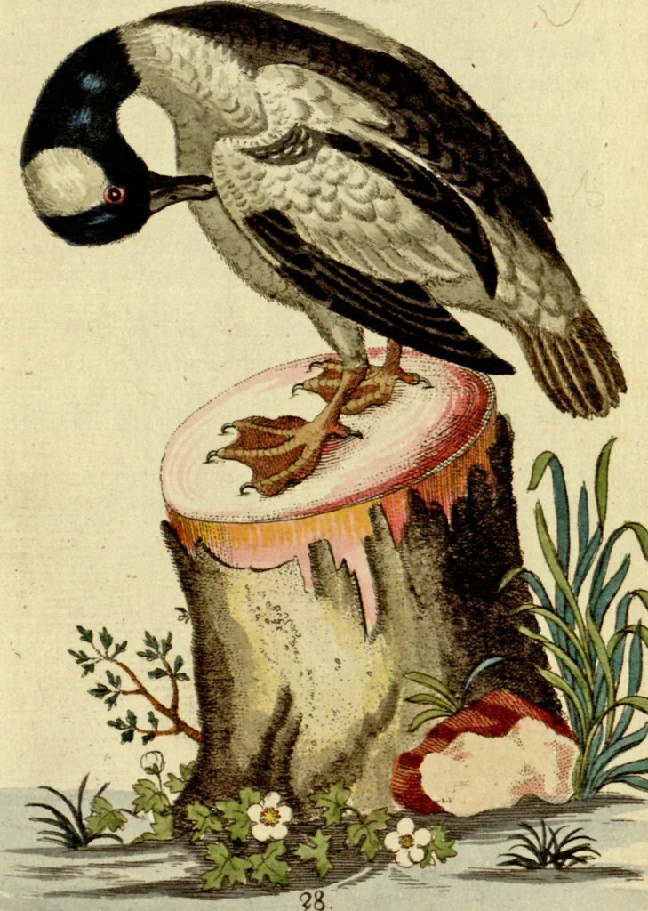 An illustration from Sammlung auserlesener Vögel und Schmetterlinge, 1793, leaf 44