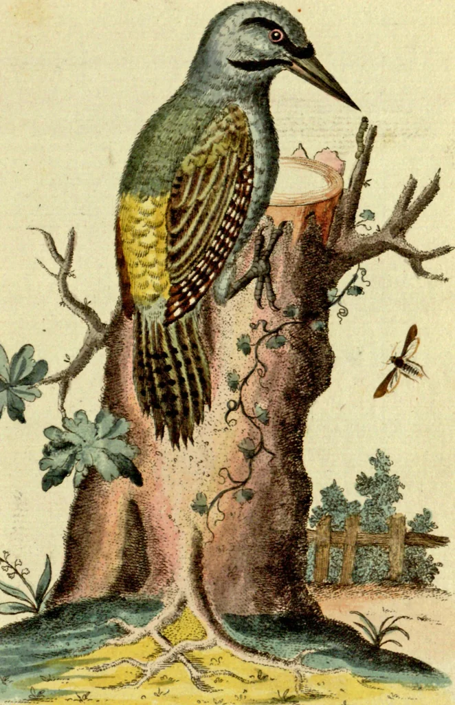 An illustration from Sammlung auserlesener Vögel und Schmetterlinge, 1793, leaf 45