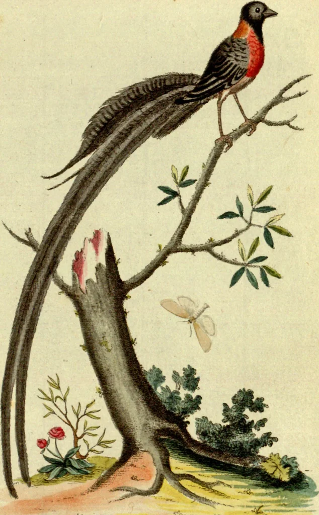 An illustration from Sammlung auserlesener Vögel und Schmetterlinge, 1793, leaf 46
