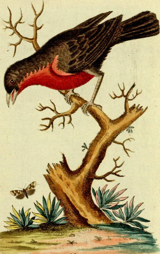 An illustration from Sammlung auserlesener Vögel und Schmetterlinge, 1793, leaf 47