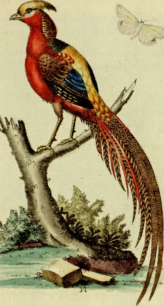 An illustration from Sammlung auserlesener Vögel und Schmetterlinge, 1793, leaf 48