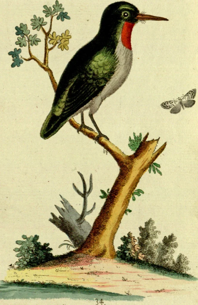 An illustration from Sammlung auserlesener Vögel und Schmetterlinge, 1793, leaf 50