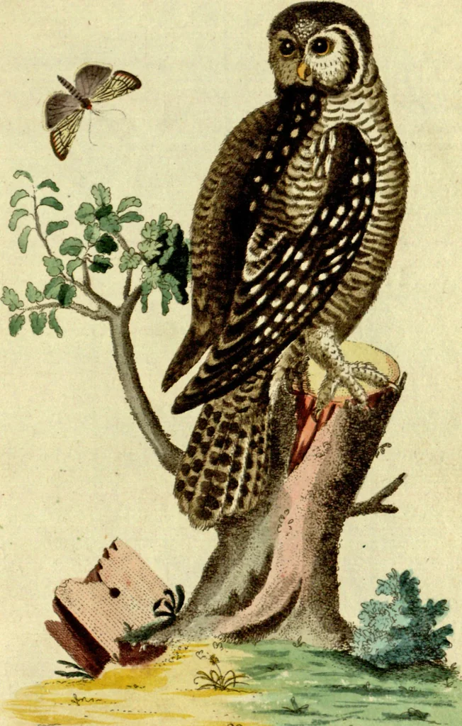 An illustration from Sammlung auserlesener Vögel und Schmetterlinge, 1793, leaf 54