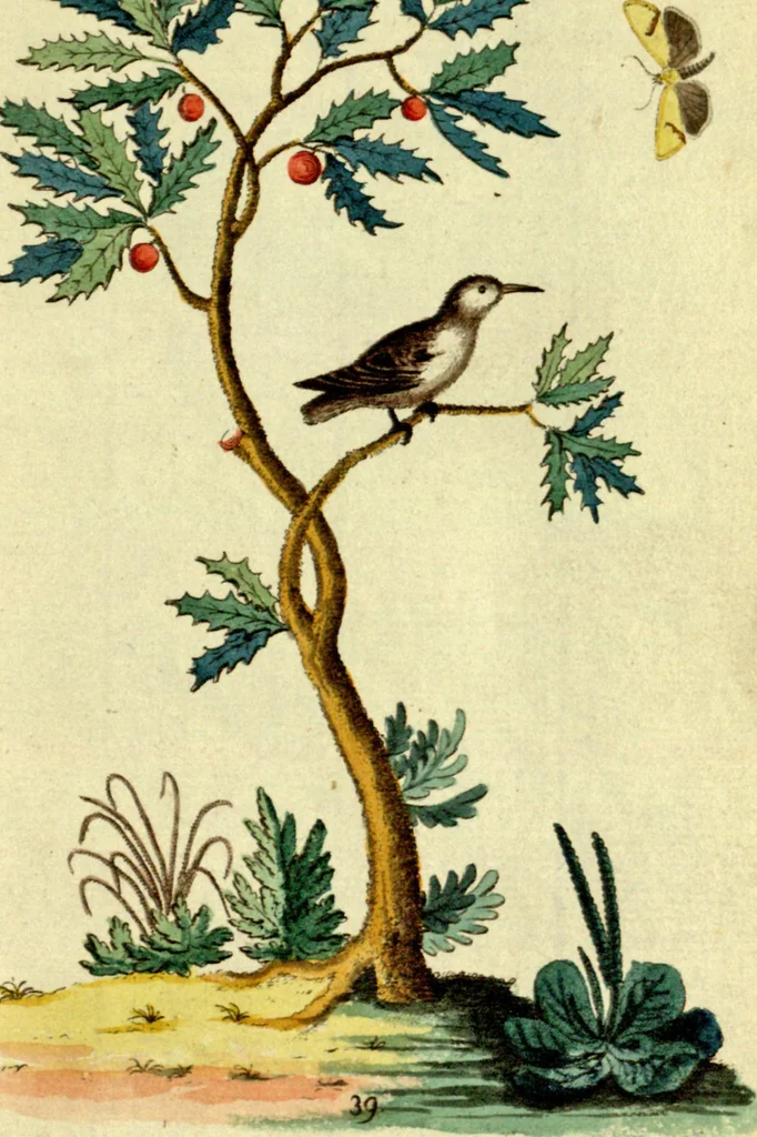An illustration from Sammlung auserlesener Vögel und Schmetterlinge, 1793, leaf 55
