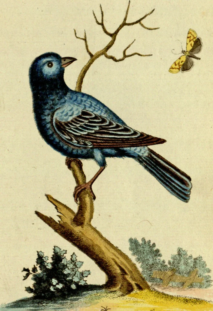 An illustration from Sammlung auserlesener Vögel und Schmetterlinge, 1793, leaf 56