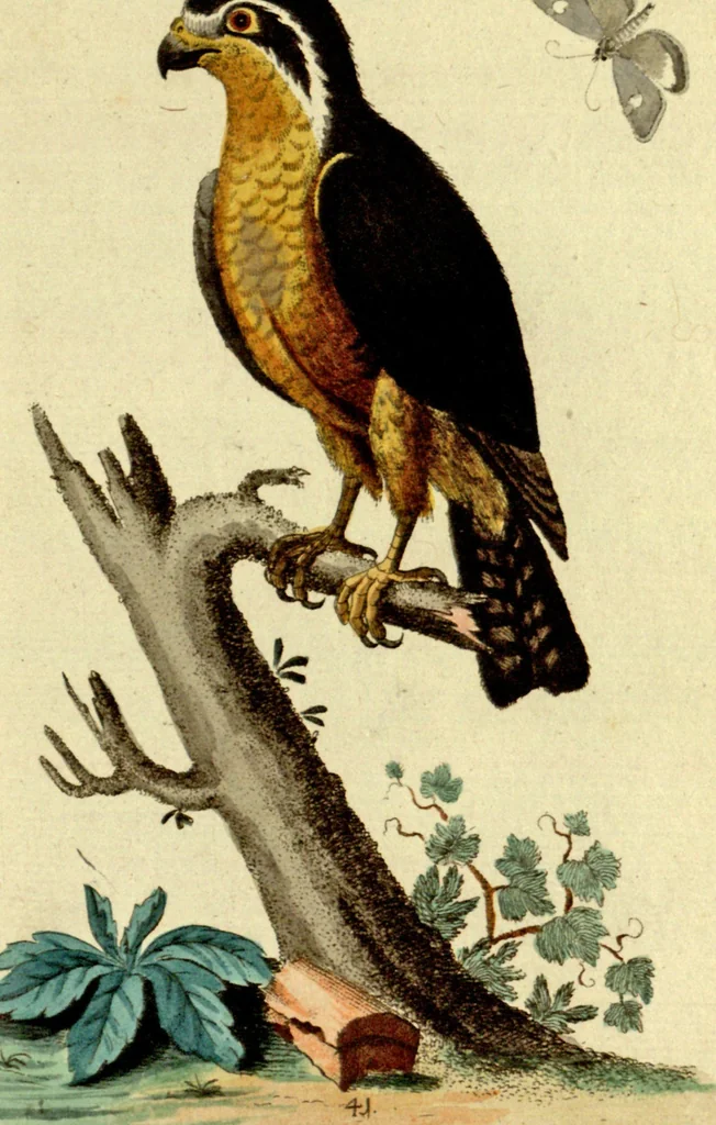 An illustration from Sammlung auserlesener Vögel und Schmetterlinge, 1793, leaf 57