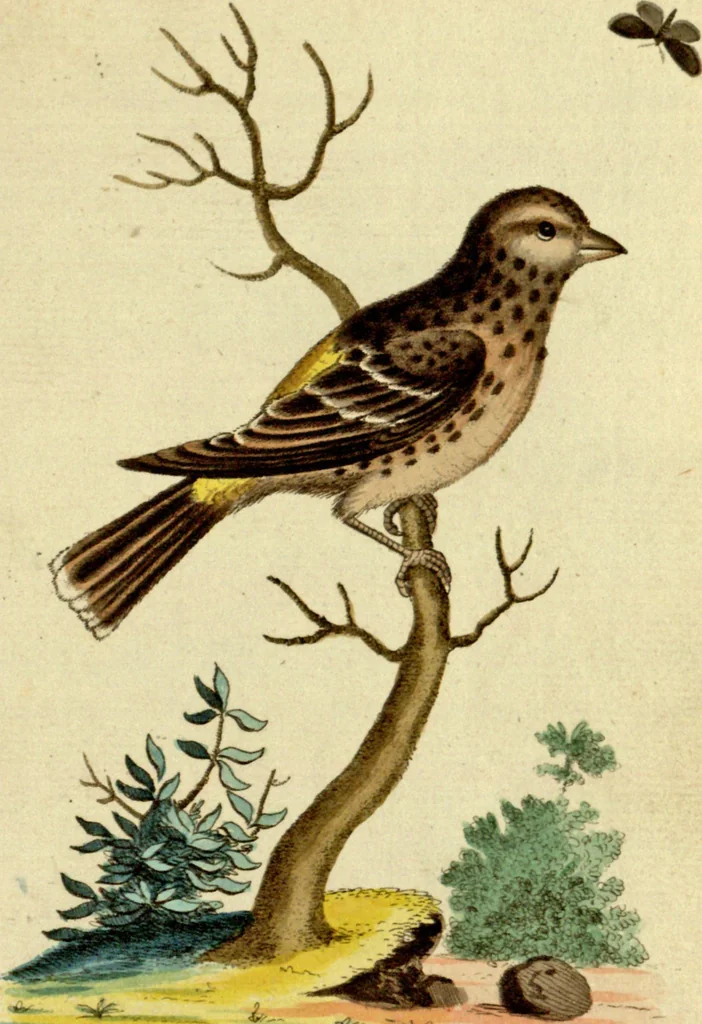 An illustration from Sammlung auserlesener Vögel und Schmetterlinge, 1793, leaf 58
