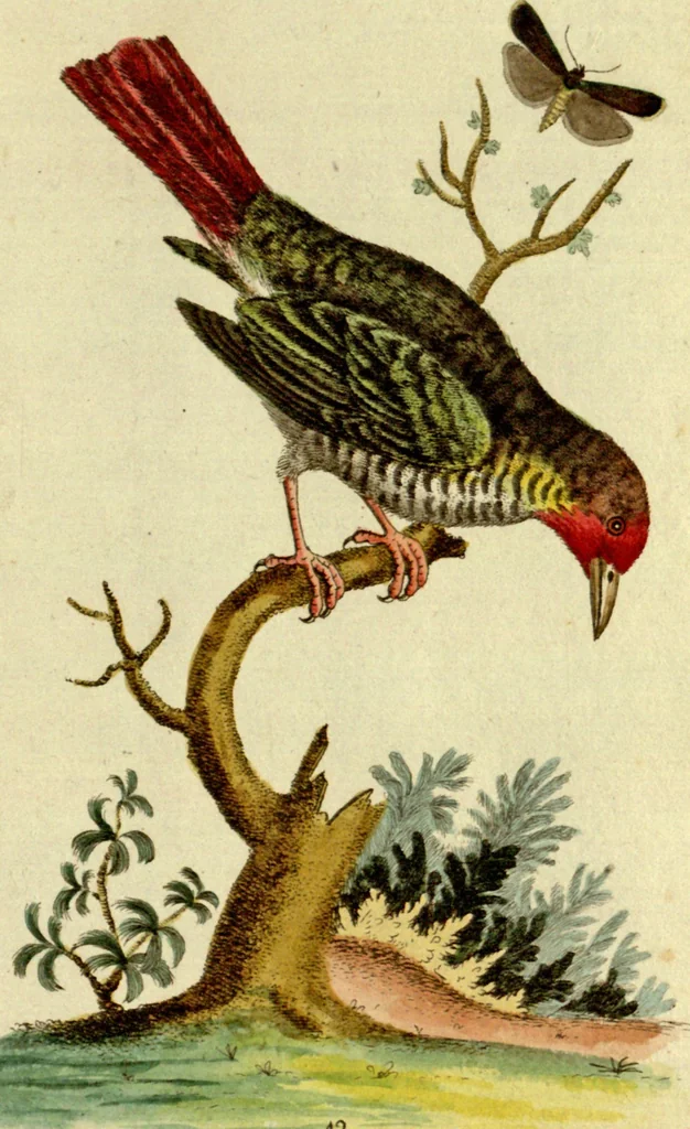 An illustration from Sammlung auserlesener Vögel und Schmetterlinge, 1793, leaf 59