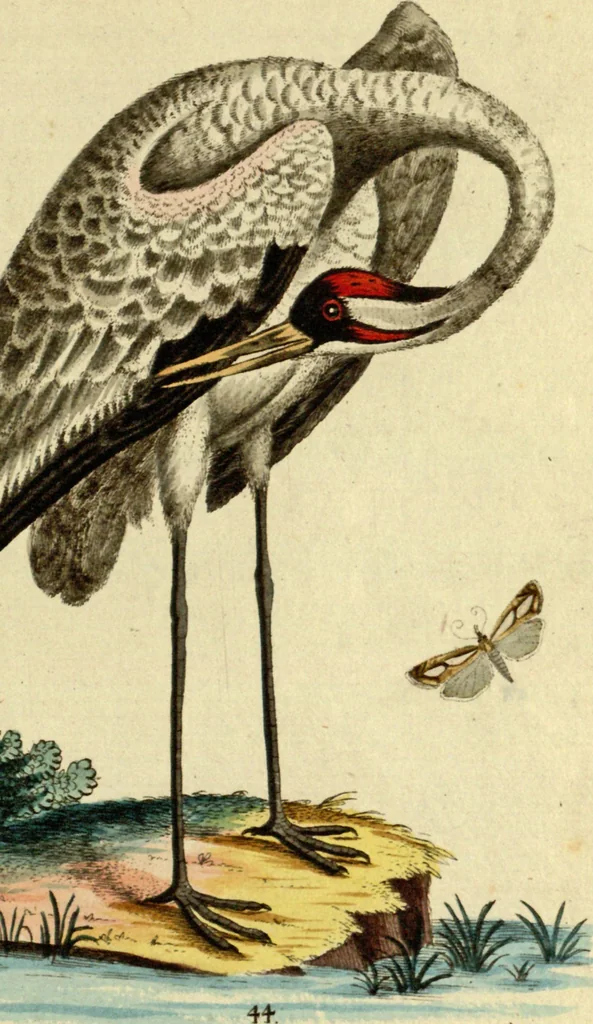An illustration from Sammlung auserlesener Vögel und Schmetterlinge, 1793, leaf 60