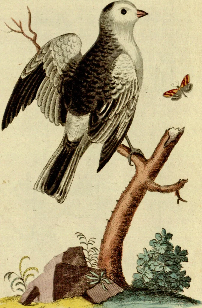 An illustration from Sammlung auserlesener Vögel und Schmetterlinge, 1793, leaf 61