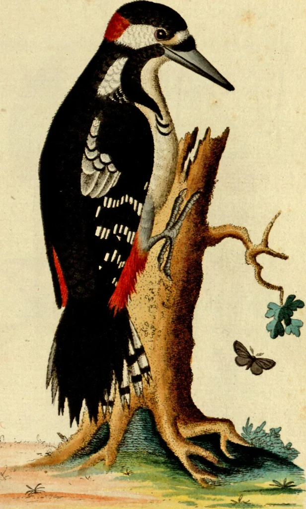 An illustration from Sammlung auserlesener Vögel und Schmetterlinge, 1793, leaf 63