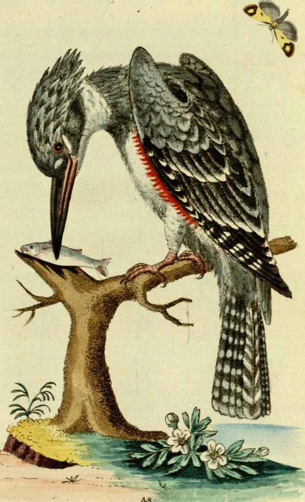 An illustration from Sammlung auserlesener Vögel und Schmetterlinge, 1793, leaf 64