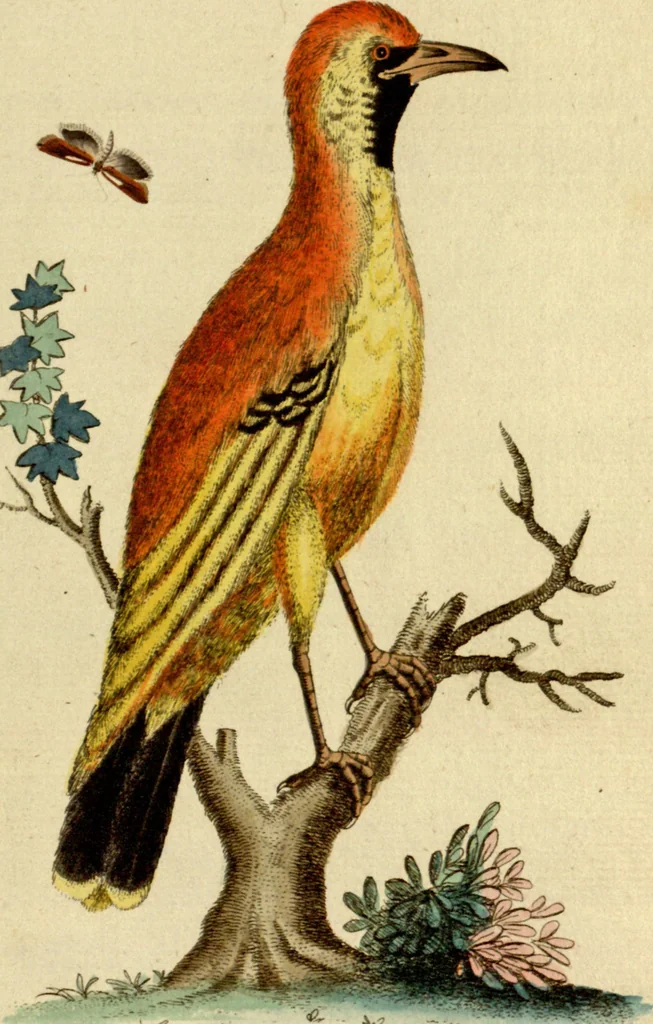 An illustration from Sammlung auserlesener Vögel und Schmetterlinge, 1793, leaf 66