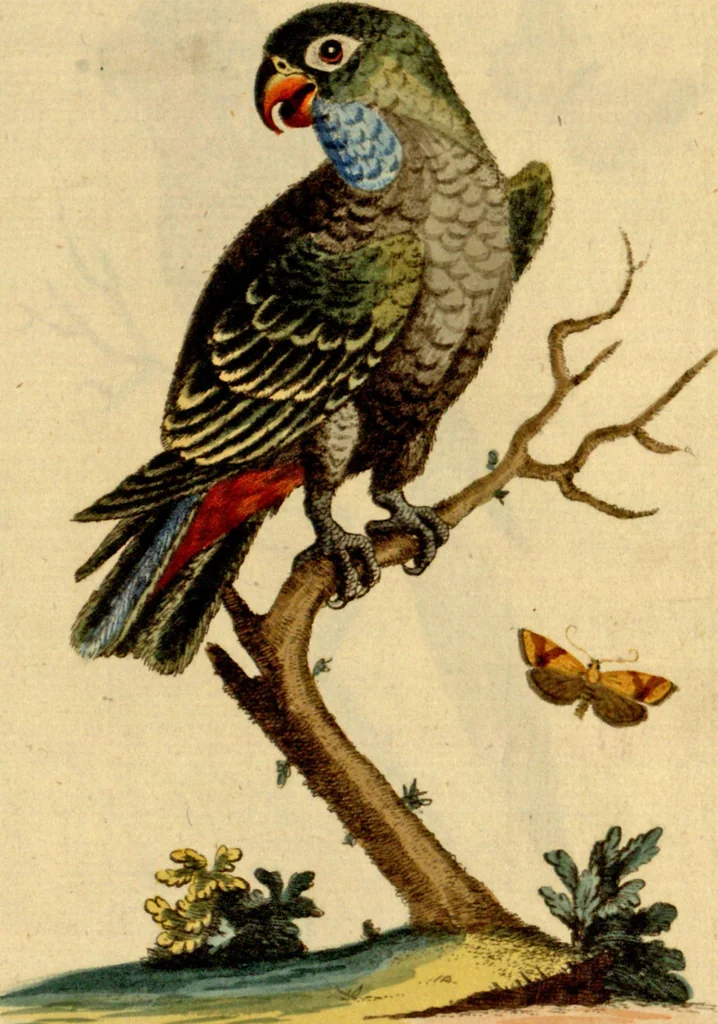 An illustration from Sammlung auserlesener Vögel und Schmetterlinge, 1793, leaf 67