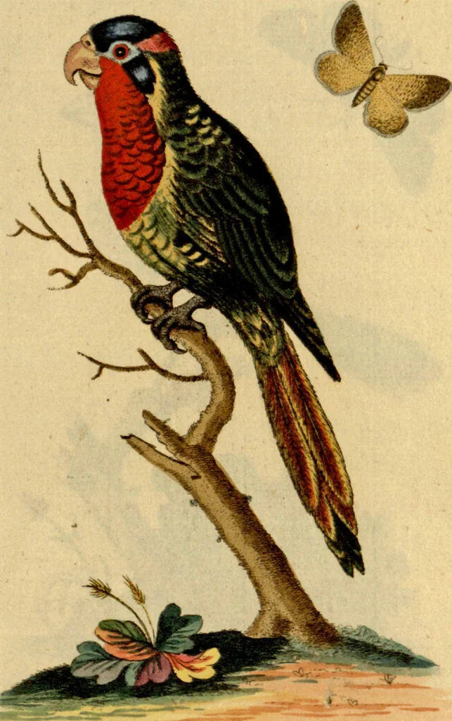 An illustration from Sammlung auserlesener Vögel und Schmetterlinge, 1793, leaf 68