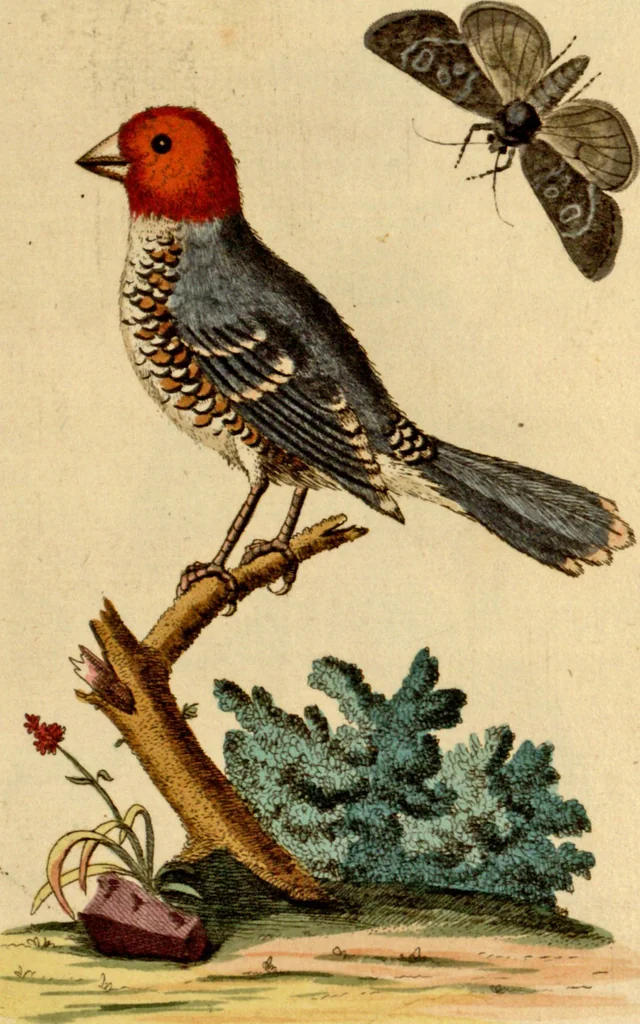 An illustration from Sammlung auserlesener Vögel und Schmetterlinge, 1793, leaf 69