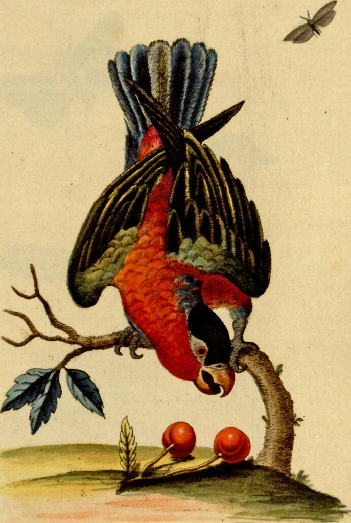 An illustration from Sammlung auserlesener Vögel und Schmetterlinge, 1793, leaf 70