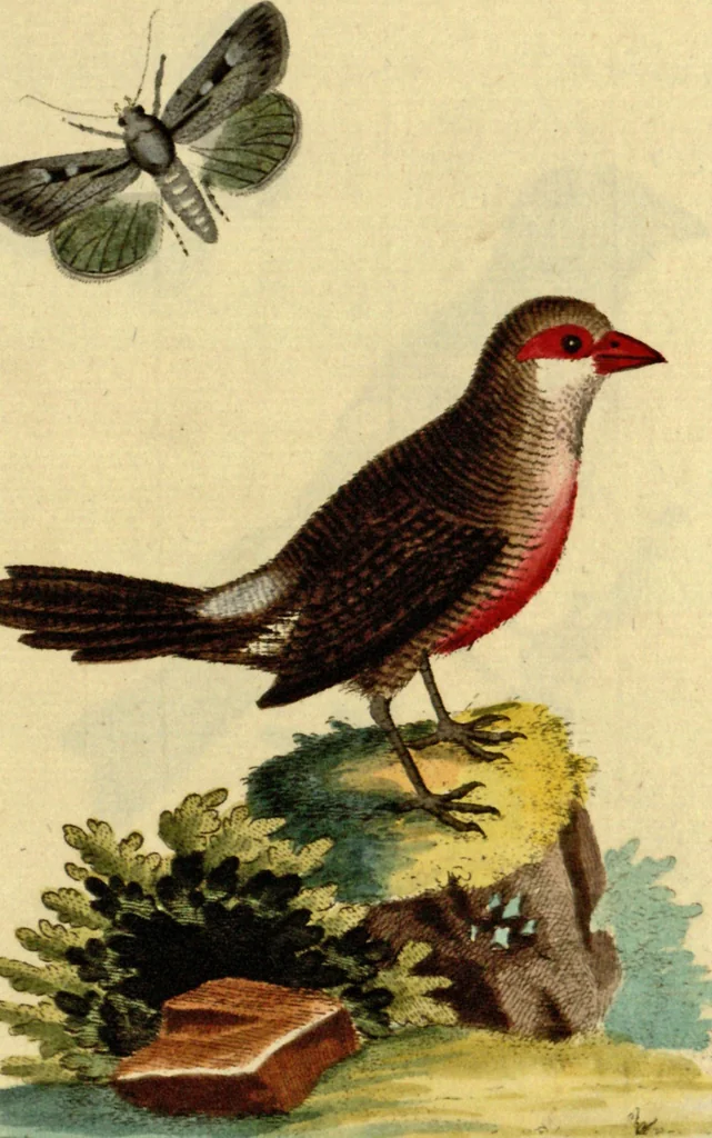 An illustration from Sammlung auserlesener Vögel und Schmetterlinge, 1793, leaf 71