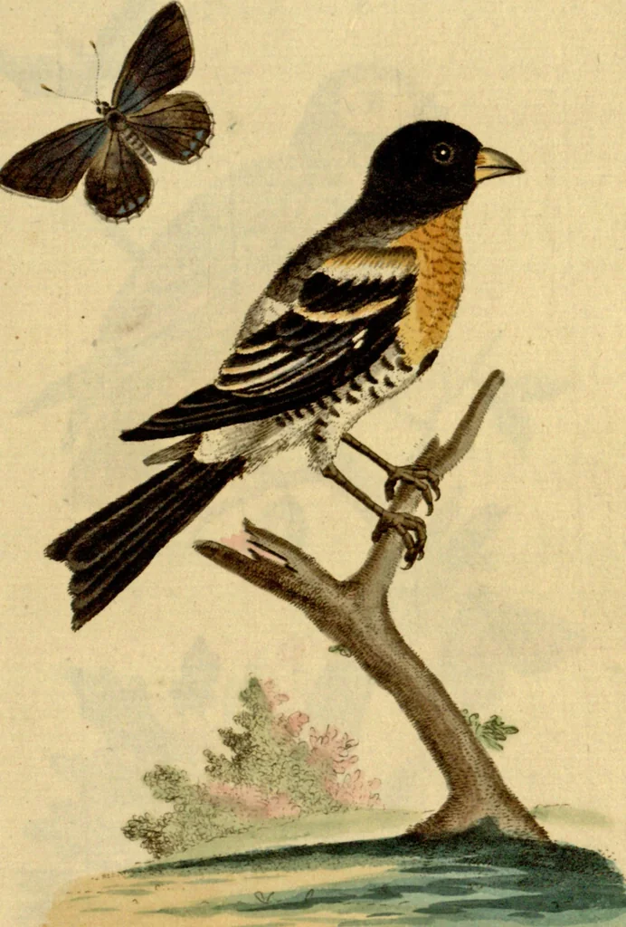 An illustration from Sammlung auserlesener Vögel und Schmetterlinge, 1793, leaf 72