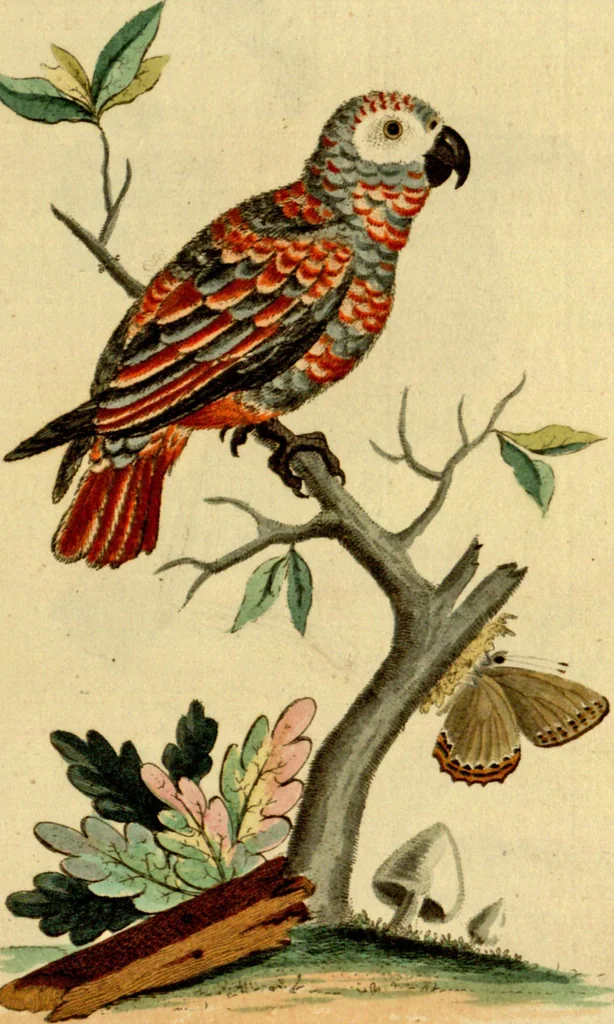 An illustration from Sammlung auserlesener Vögel und Schmetterlinge, 1793, leaf 73