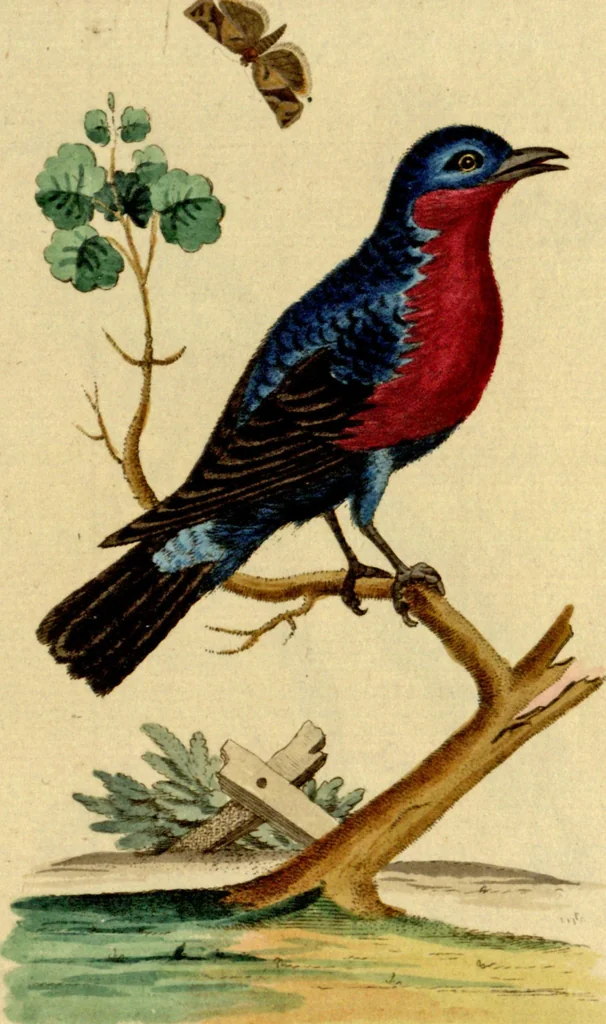An illustration from Sammlung auserlesener Vögel und Schmetterlinge, 1793, leaf 74
