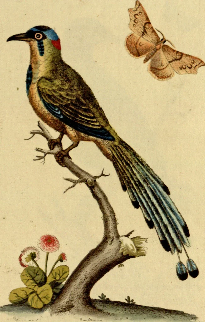 An illustration from Sammlung auserlesener Vögel und Schmetterlinge, 1793, leaf 75