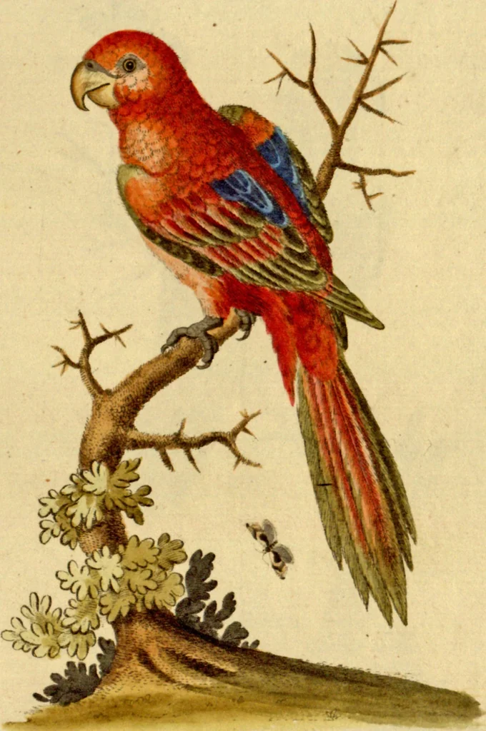 An illustration from Sammlung auserlesener Vögel und Schmetterlinge, 1793, leaf 79
