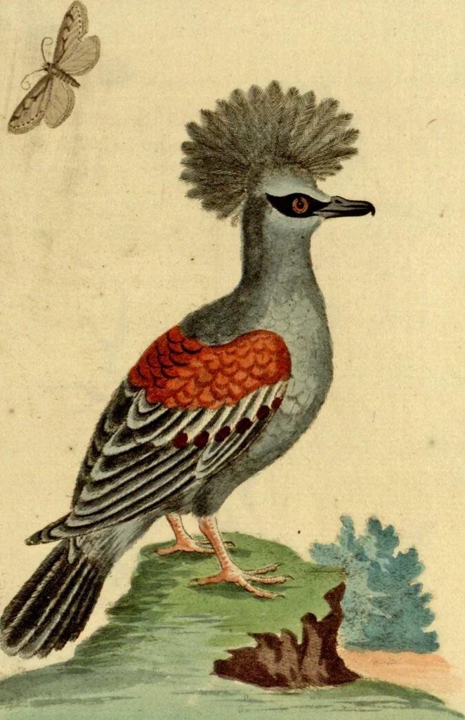 An illustration from Sammlung auserlesener Vögel und Schmetterlinge, 1793, leaf 81