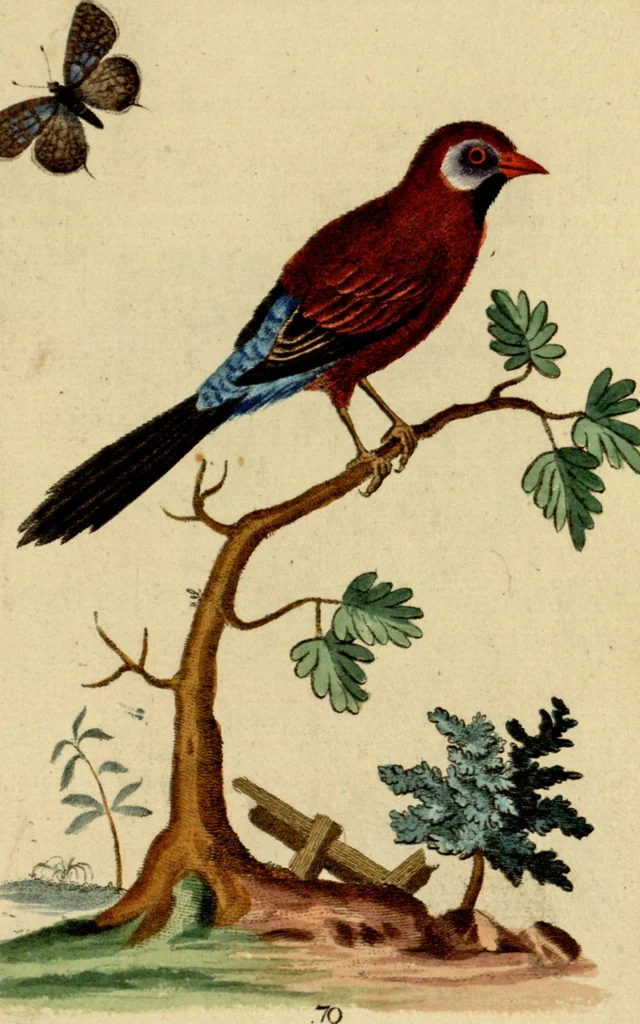 An illustration from Sammlung auserlesener Vögel und Schmetterlinge, 1793, leaf 86