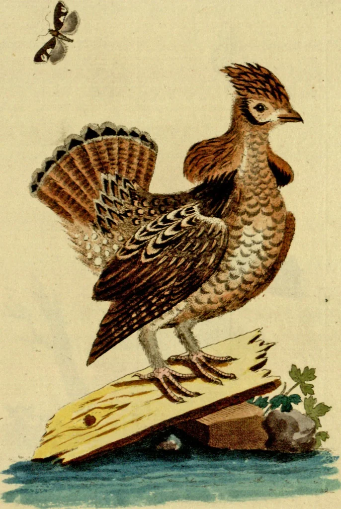 An illustration from Sammlung auserlesener Vögel und Schmetterlinge, 1793, leaf 87