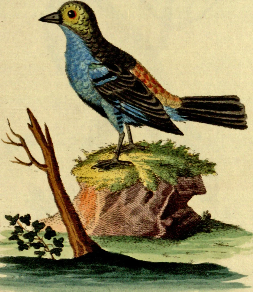 An illustration from Sammlung auserlesener Vögel und Schmetterlinge, 1793, leaf 88