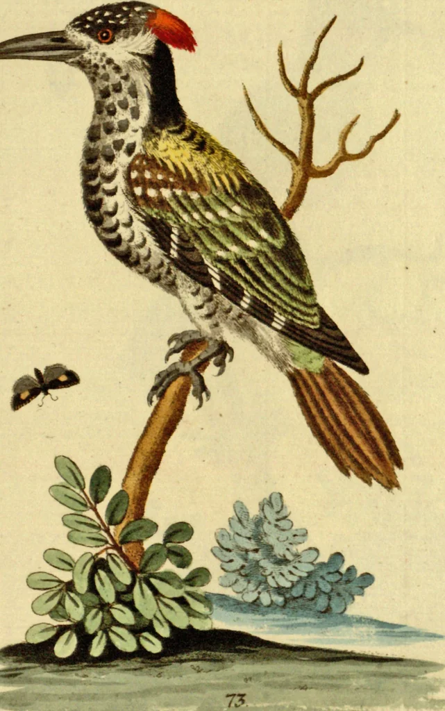 An illustration from Sammlung auserlesener Vögel und Schmetterlinge, 1793, leaf 89