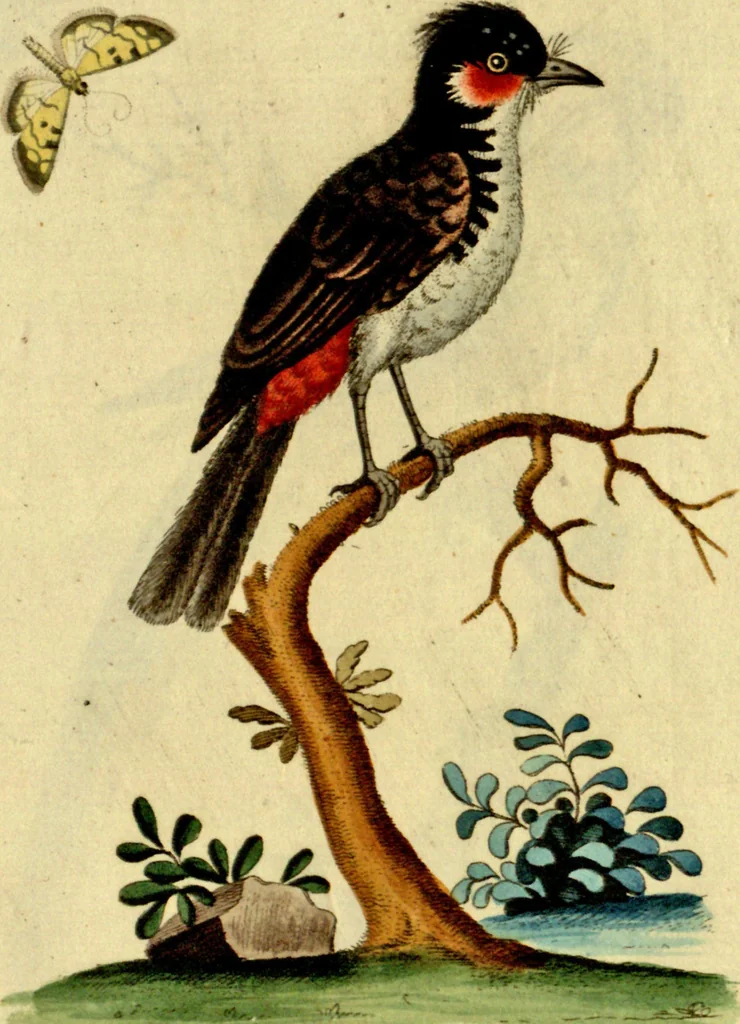 An illustration from Sammlung auserlesener Vögel und Schmetterlinge, 1793, leaf 90