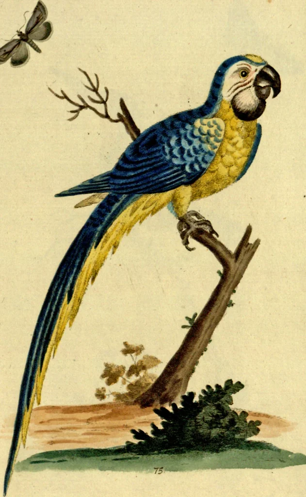 An illustration from Sammlung auserlesener Vögel und Schmetterlinge, 1793, leaf 91