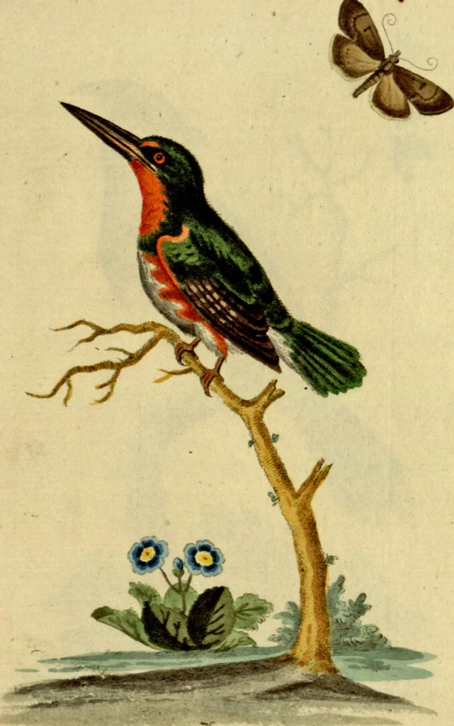 An illustration from Sammlung auserlesener Vögel und Schmetterlinge, 1793, leaf 92