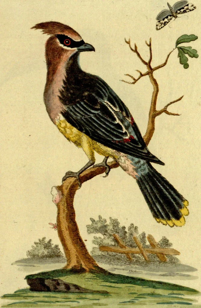 An illustration from Sammlung auserlesener Vögel und Schmetterlinge, 1793, leaf 93