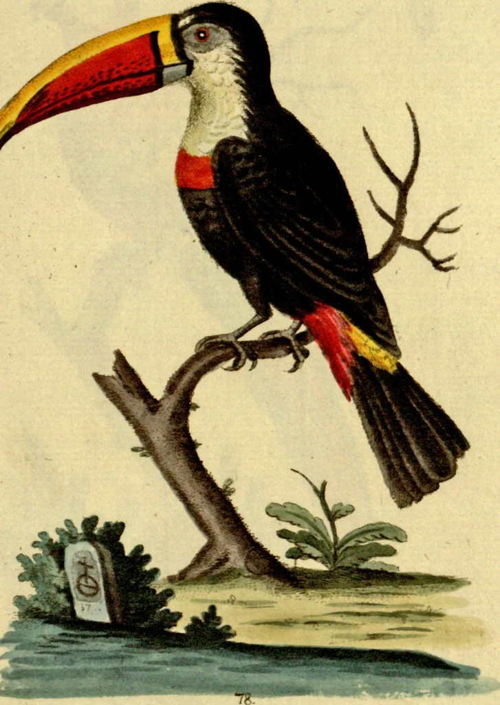 An illustration from Sammlung auserlesener Vögel und Schmetterlinge, 1793, leaf 94